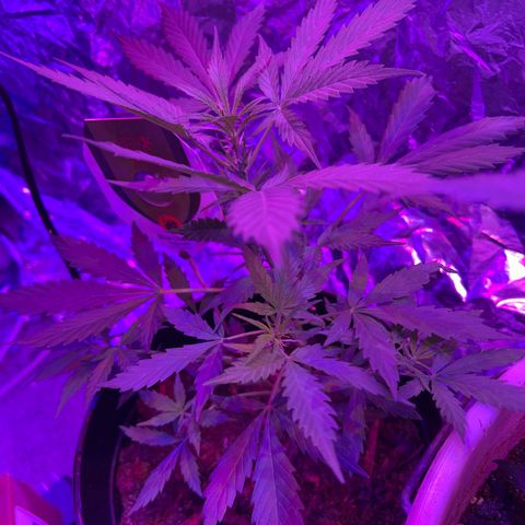 Blue Cheese growlog timeline photo