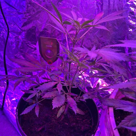 Blue Cheese growlog timeline photo
