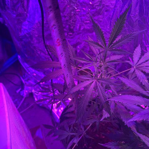 Blue Cheese growlog timeline photo