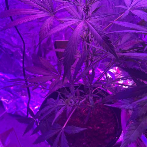 Blue Cheese growlog timeline photo