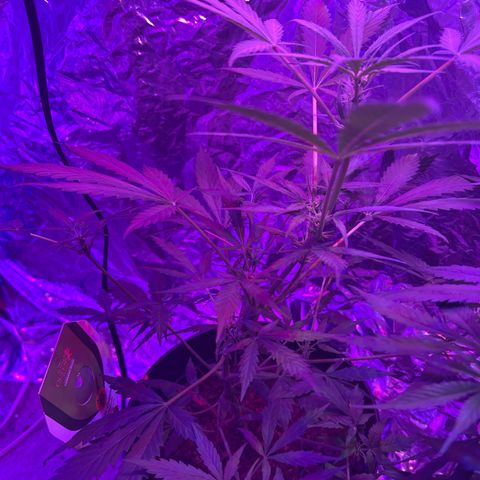 Blue Cheese growlog timeline photo