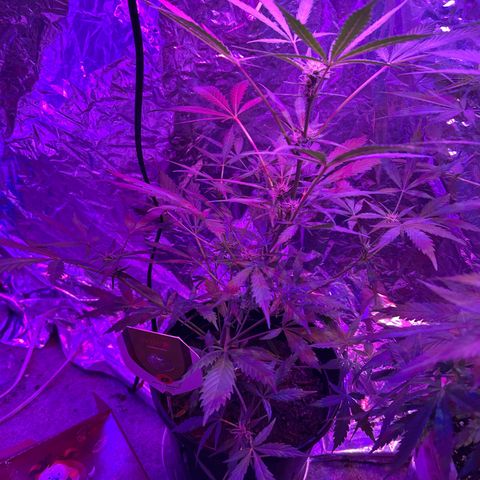 Blue Cheese growlog timeline photo