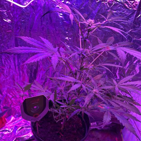 Blue Cheese growlog timeline photo