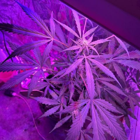 Blue Cheese growlog timeline photo