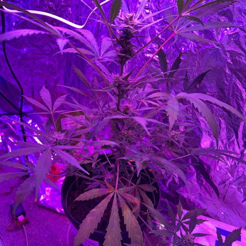 Blue Cheese growlog timeline photo