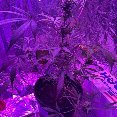 Blue Cheese growlog timeline photo