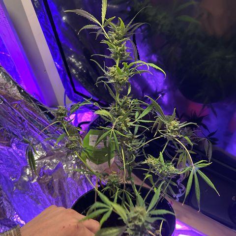 Blue Cheese growlog timeline photo