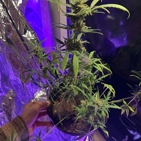 Blue Cheese growlog timeline photo