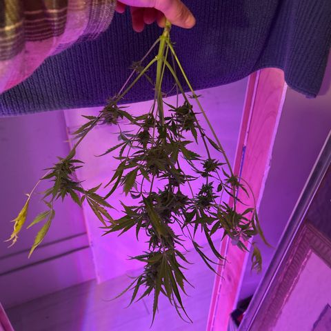 Blue Cheese growlog timeline photo