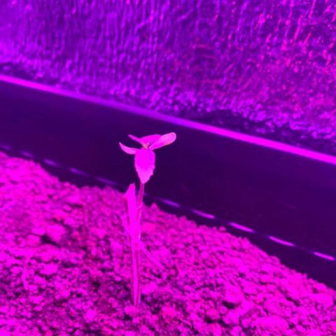 P001 growlog timeline photo