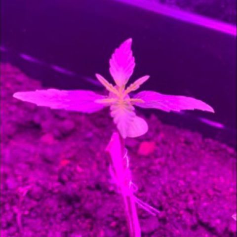 P001 growlog timeline photo