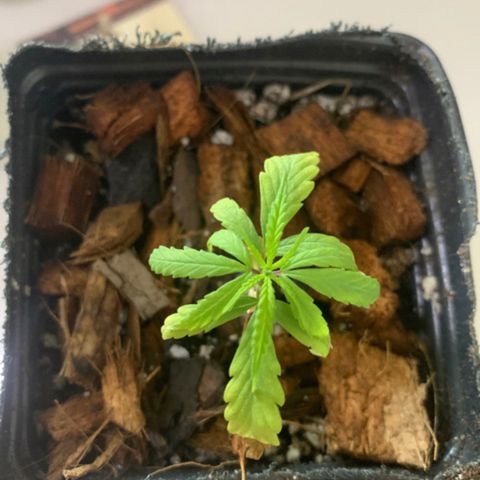 P001 growlog timeline photo