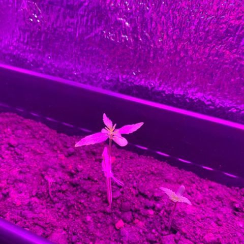 P001 growlog timeline photo