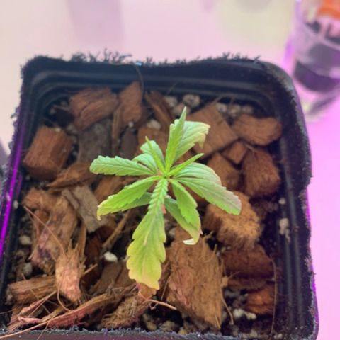 P001 growlog timeline photo
