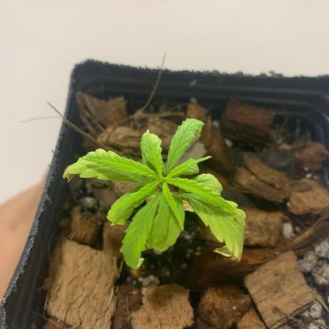 P001 growlog timeline photo