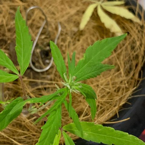 P001 growlog timeline photo