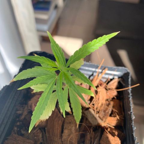P001 growlog timeline photo