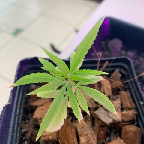 P001 growlog timeline photo