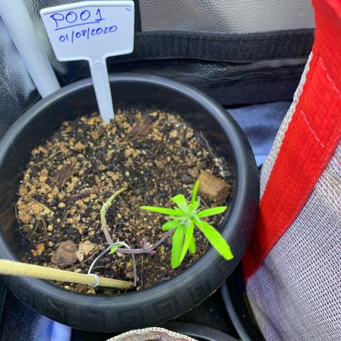 P001 growlog timeline photo