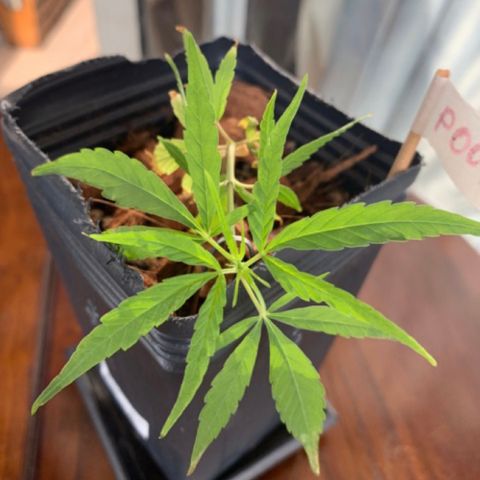 P001 growlog timeline photo