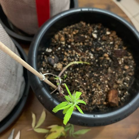 P001 growlog timeline photo