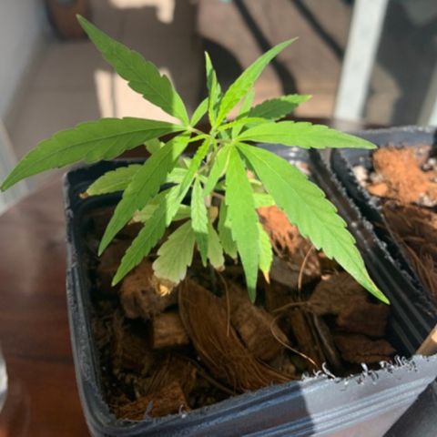 P001 growlog timeline photo