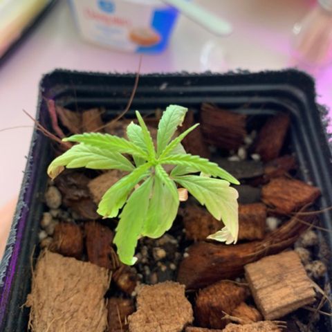P001 growlog timeline photo