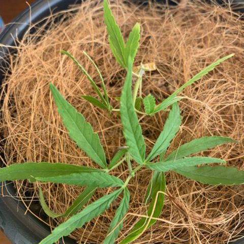 P001 growlog timeline photo