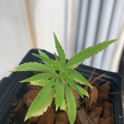 P001 growlog timeline photo