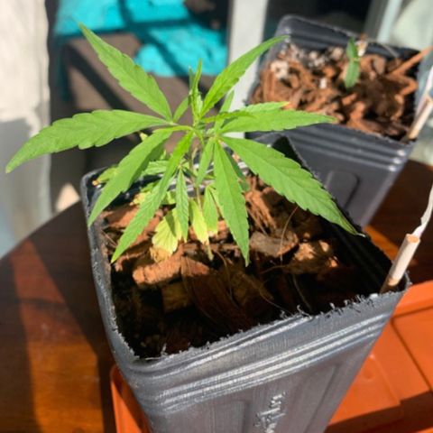 P001 growlog timeline photo