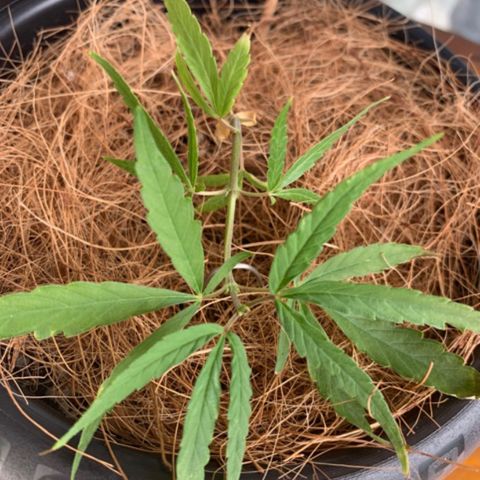 P001 growlog timeline photo
