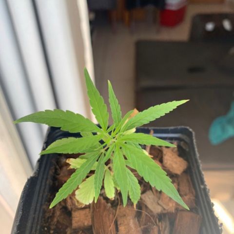 P001 growlog timeline photo