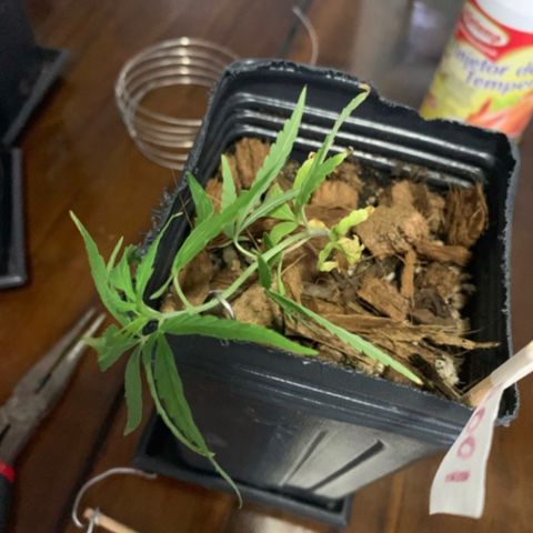 P001 growlog timeline photo