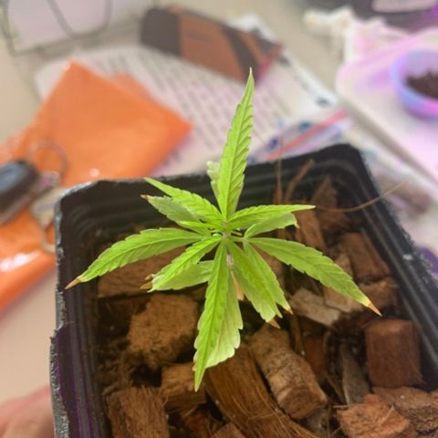 P001 growlog timeline photo