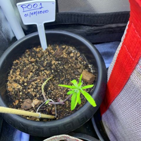 P001 growlog timeline photo