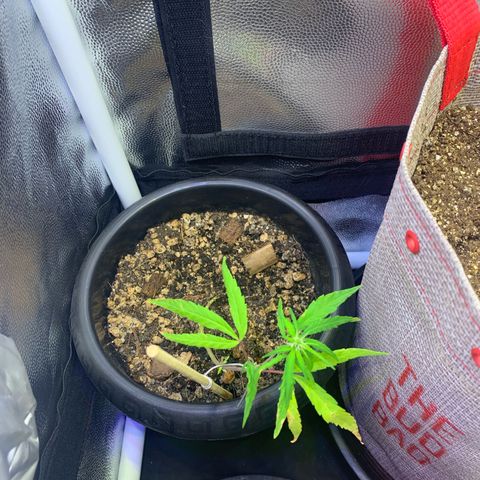 P001 growlog timeline photo