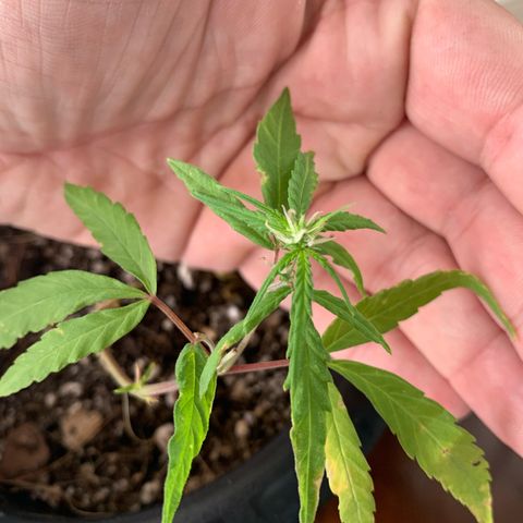 P001 growlog timeline photo