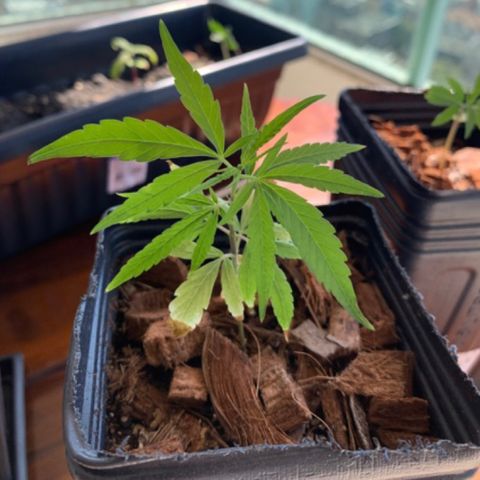 P001 growlog timeline photo