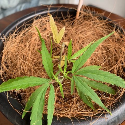 P001 growlog timeline photo