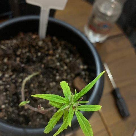 P001 growlog timeline photo