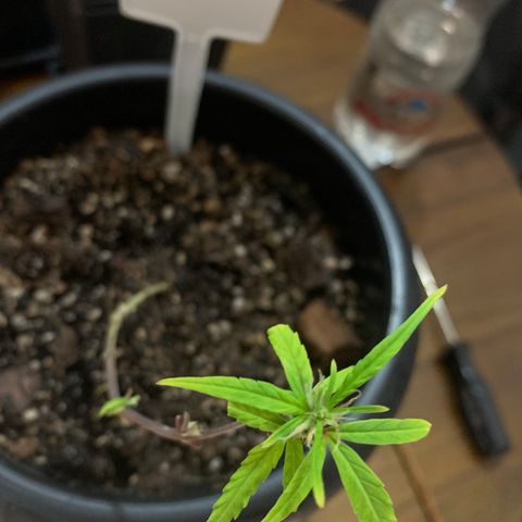 P001 growlog timeline photo