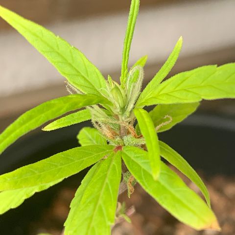 P001 growlog timeline photo