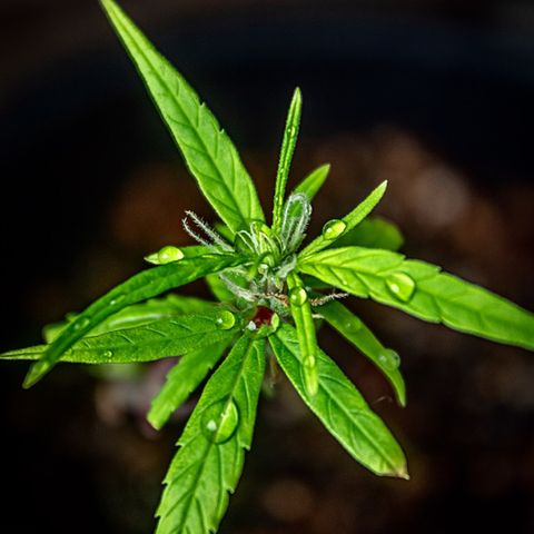P001 growlog timeline photo