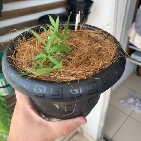 P001 growlog timeline photo