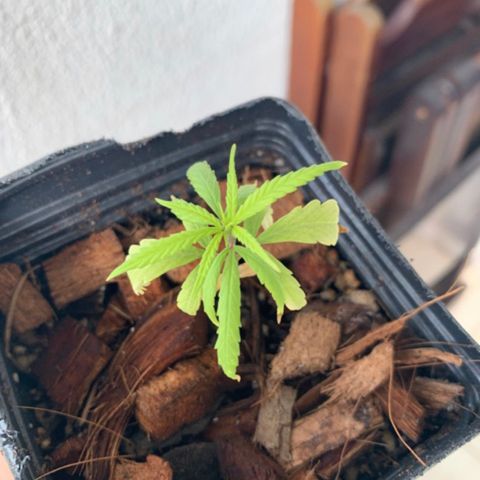 P001 growlog timeline photo