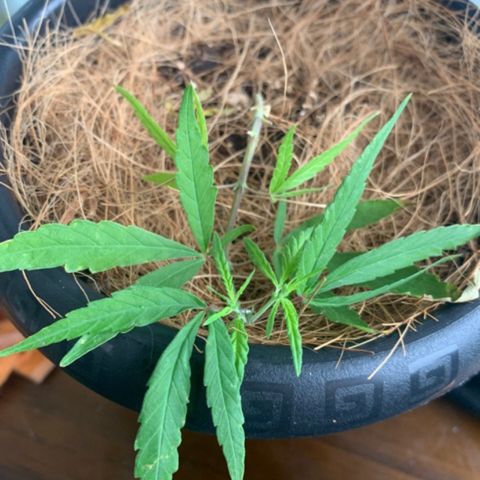 P001 growlog timeline photo