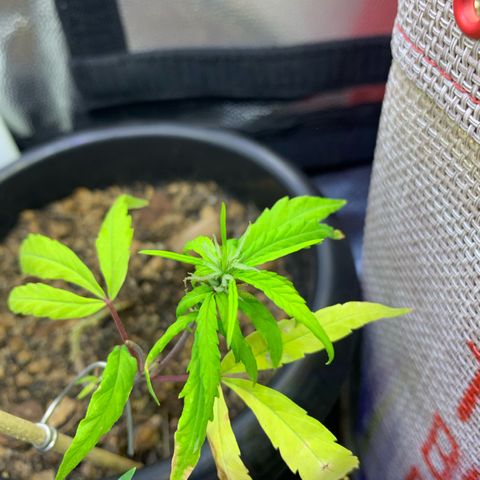 P001 growlog timeline photo