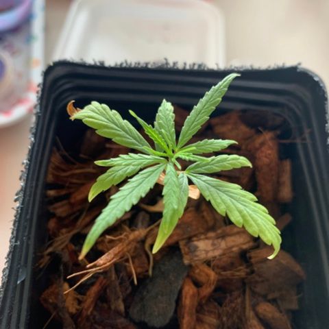 P001 growlog timeline photo