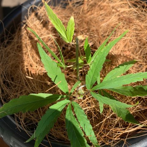 P001 growlog timeline photo