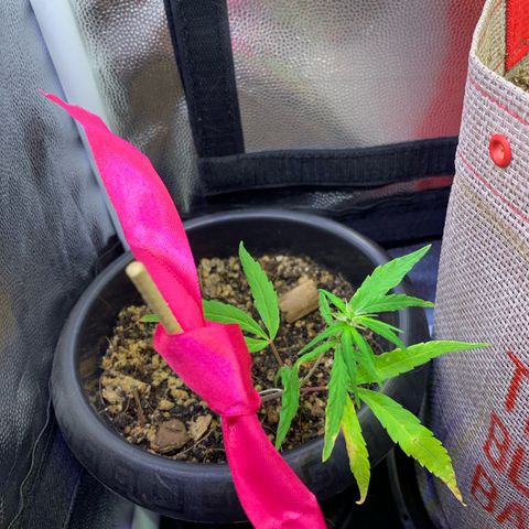 P001 growlog timeline photo